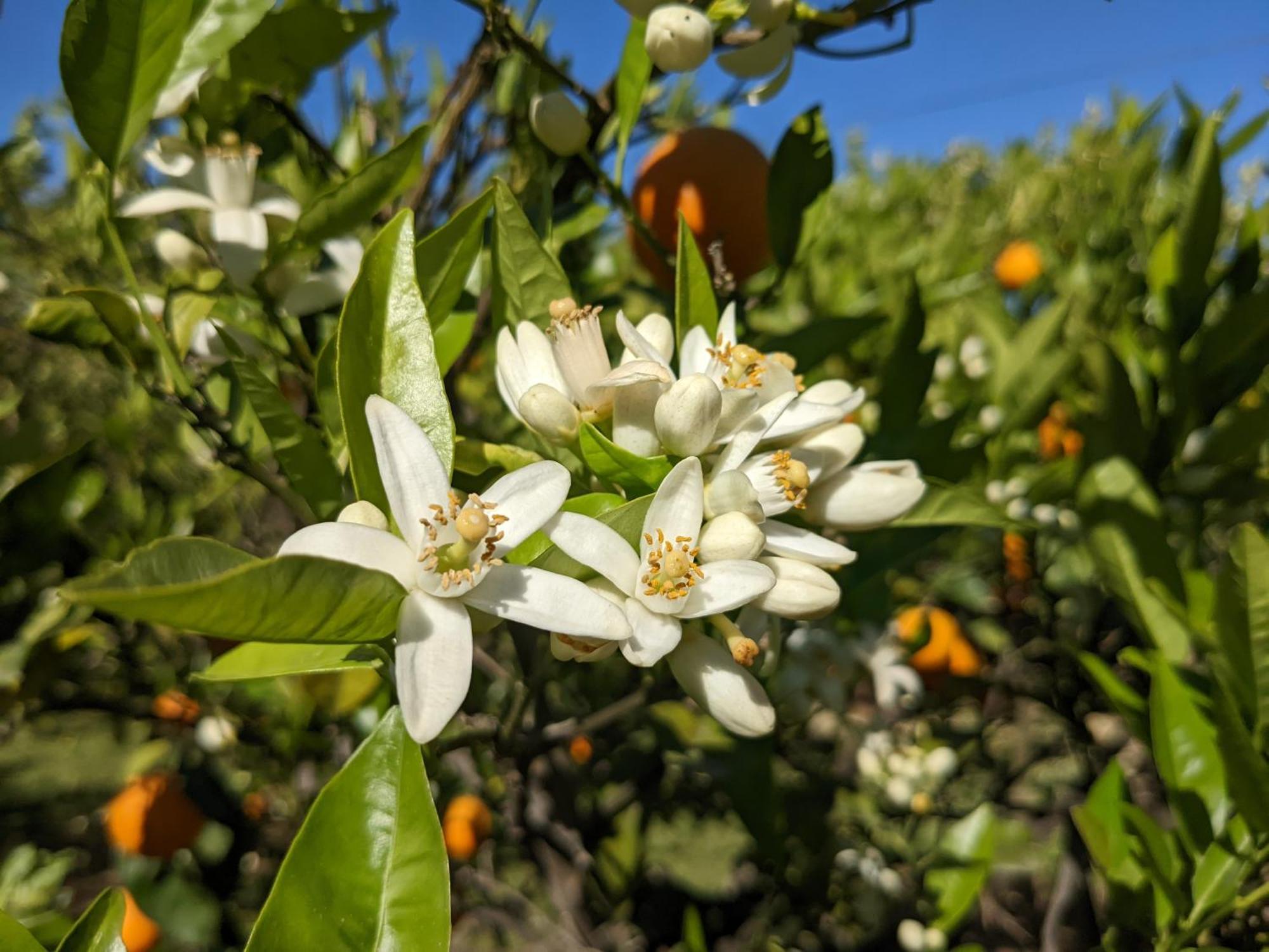 Le Jardin De Temeni Apartman Éjo Kültér fotó
